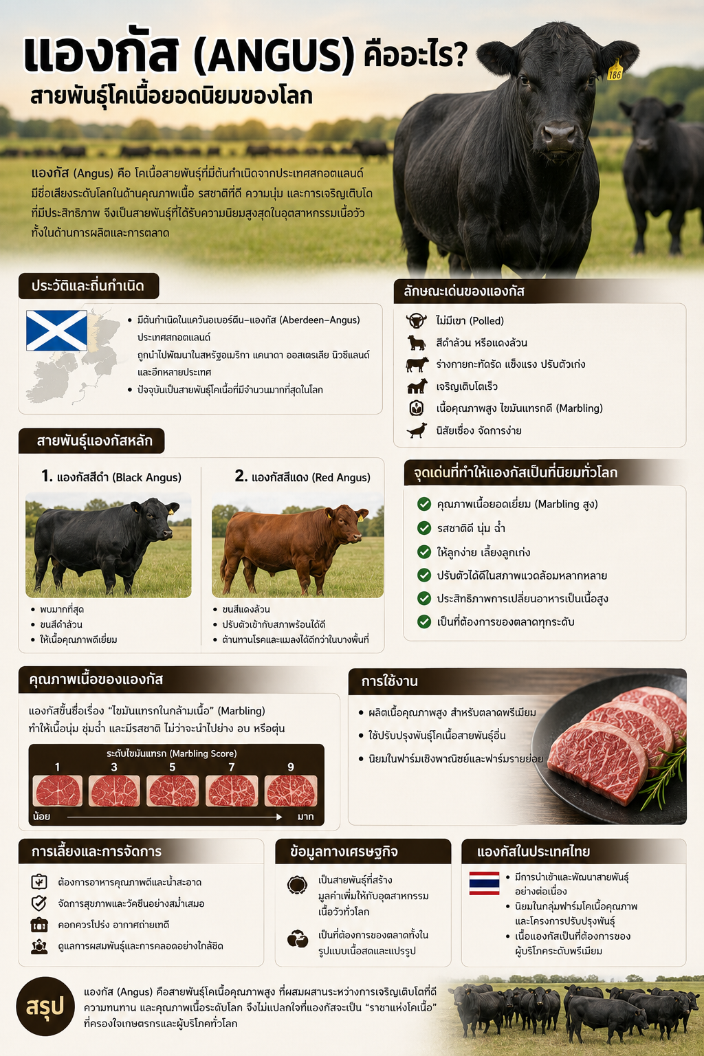 แองกัส (Angus) คืออะไร? สายพันธุ์โคเนื้อยอดนิยมของโลก