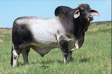 MORENO MR. OMIRA 967