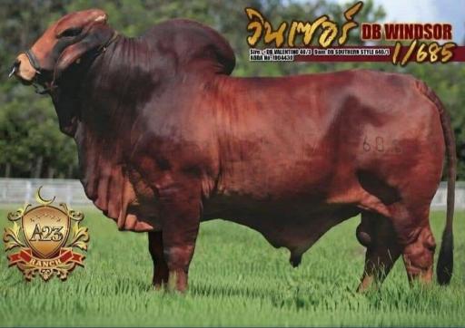 DB Windsor 1/685 วินเซอร์