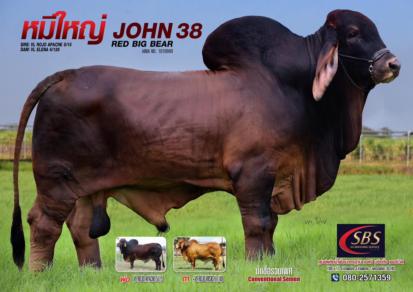 Mr. John red big bear 38