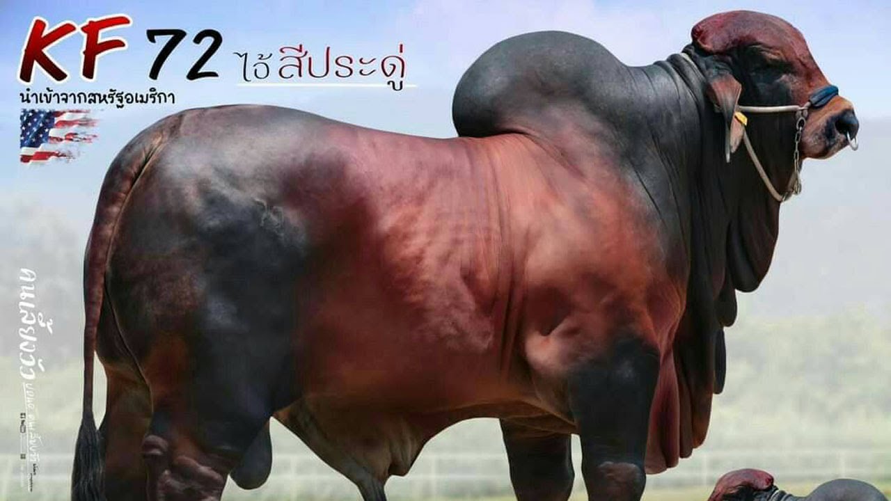 ไอ้สีประดู่ KF CASANOVA 72