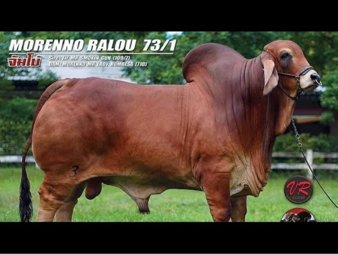 MORENO MR.RALOU 73/1