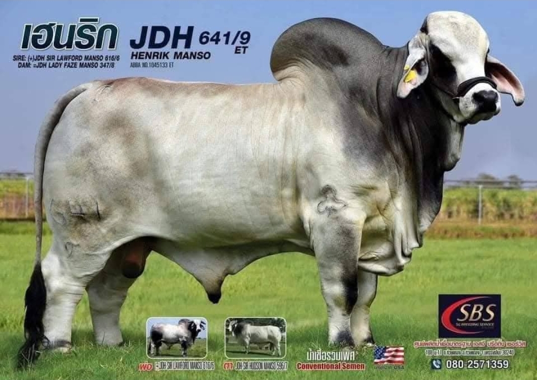 JDH HENRIK MANSO 641/9