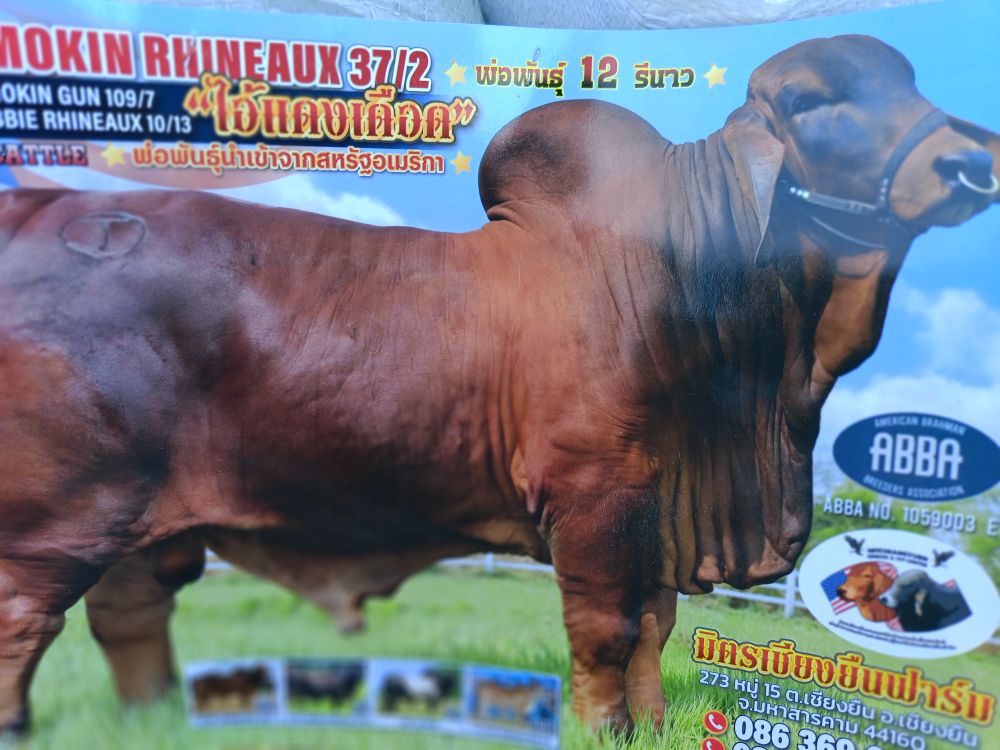 CT MR smokin rhineaux 37/2