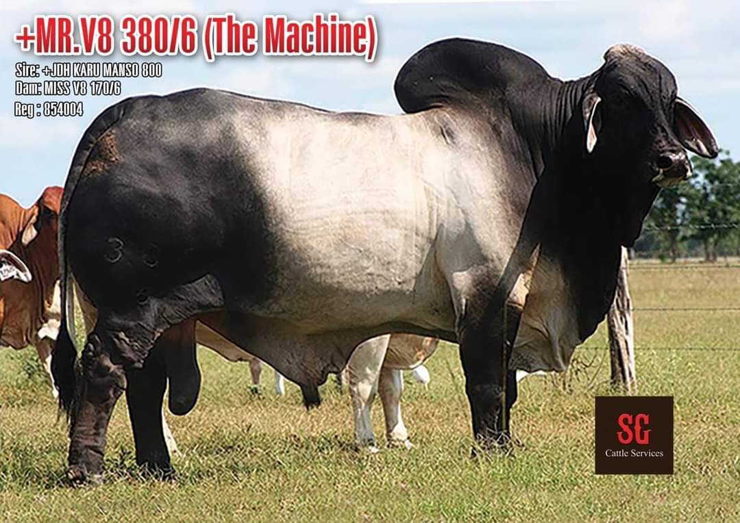 MR.V8 380/6 (The Machine)