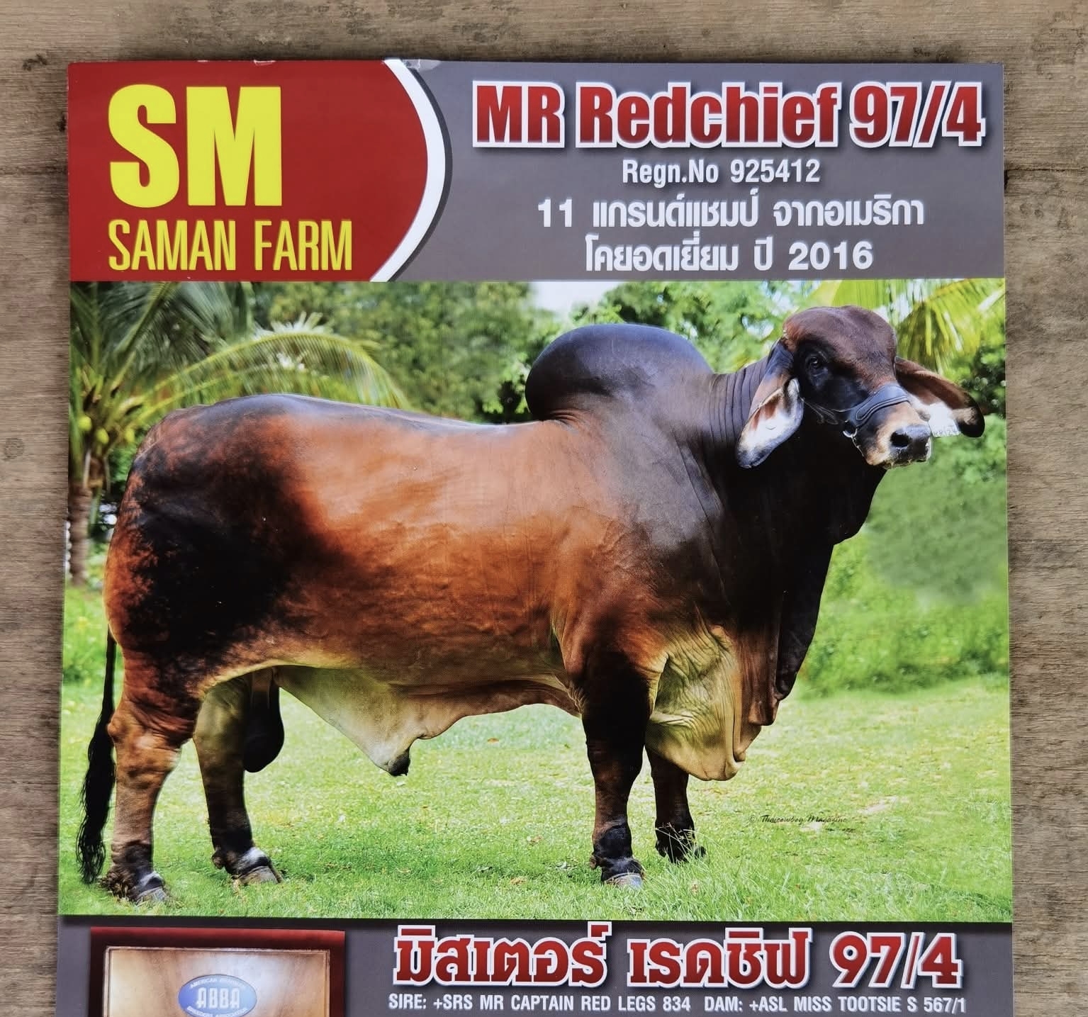 Mr. RedChief 97/4