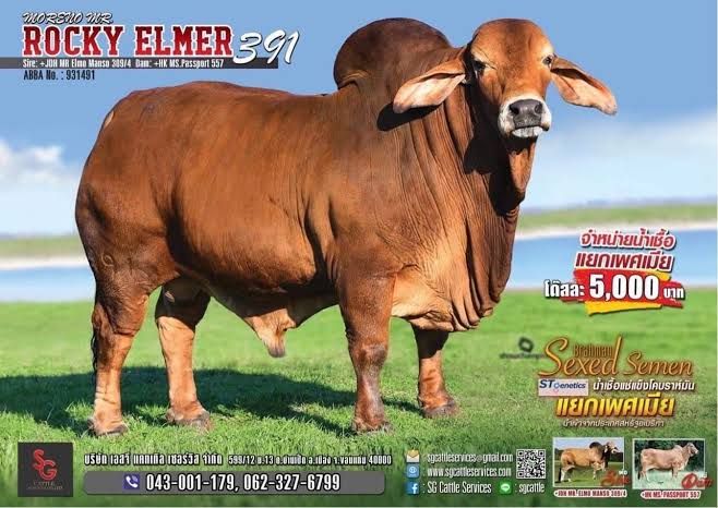 MORENO MR. ROCKY ELMER 391