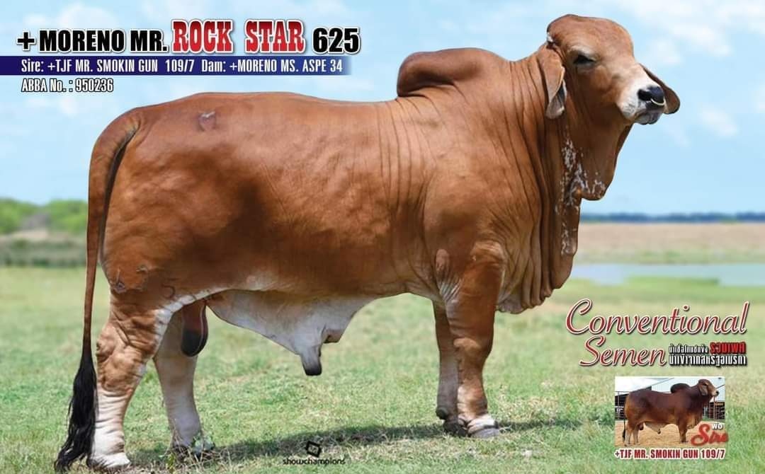 MR. ROCK STAR 625