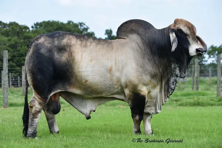V8 48/8 Elvis