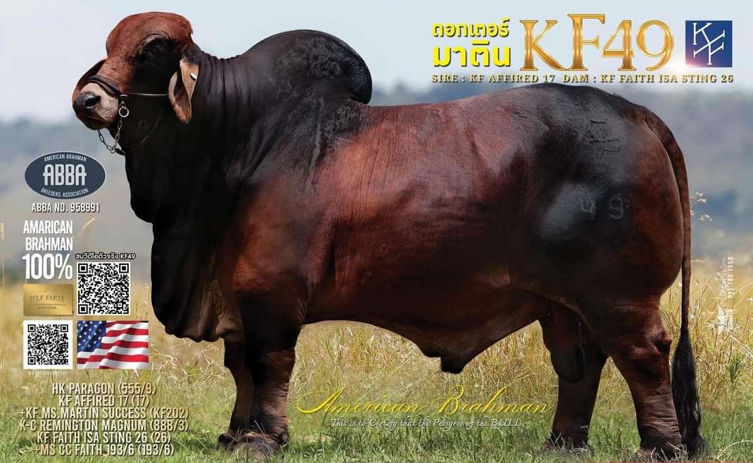 ดอกเตอร์ มาติน KF49