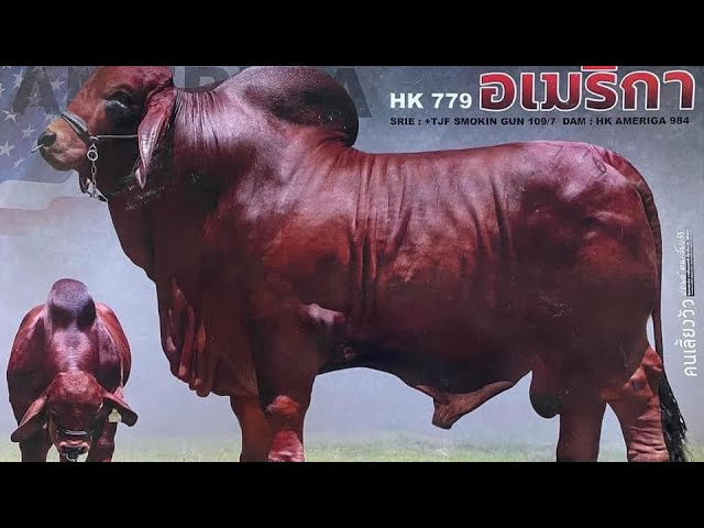 HK MR.AMERICA 779
