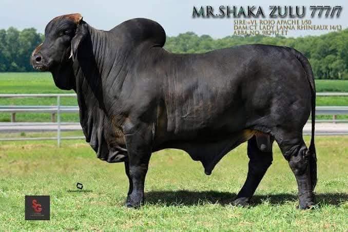 Mr.CR Shaka Zulu 777/7