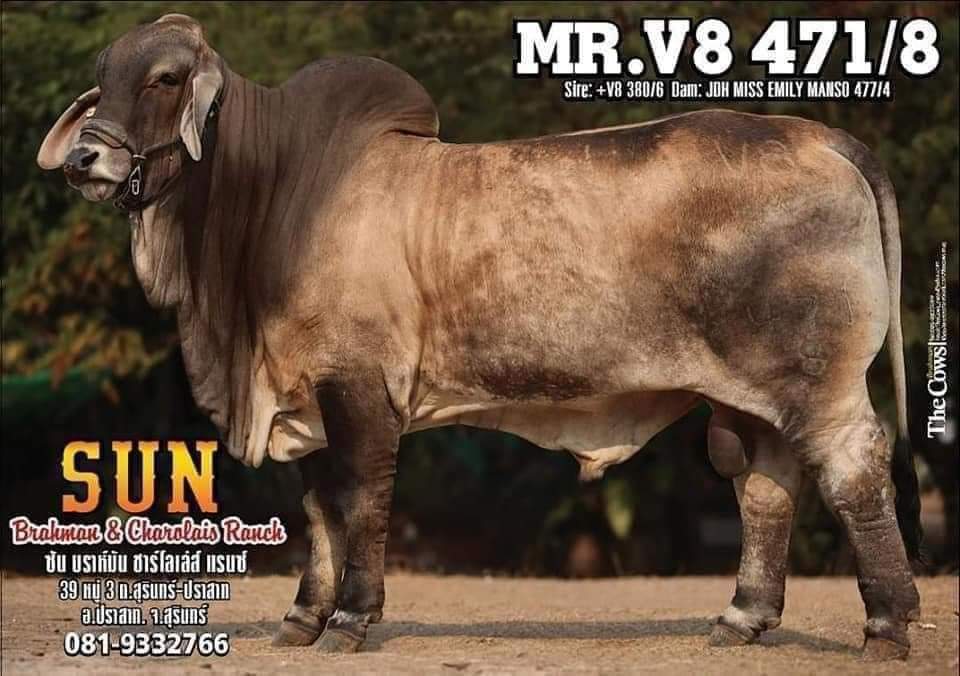 V8 471/8