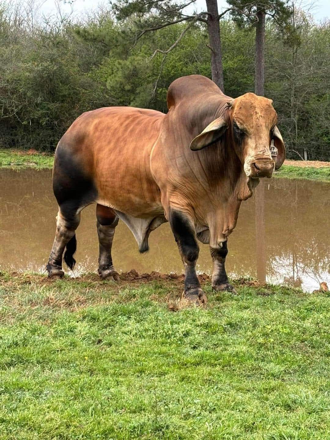 LMC Polled progidy 188/7