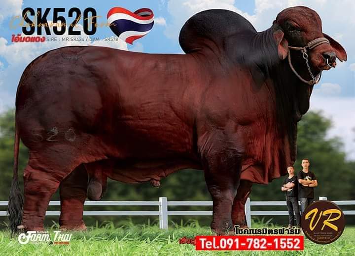 SK520 ไอ้มดแดง