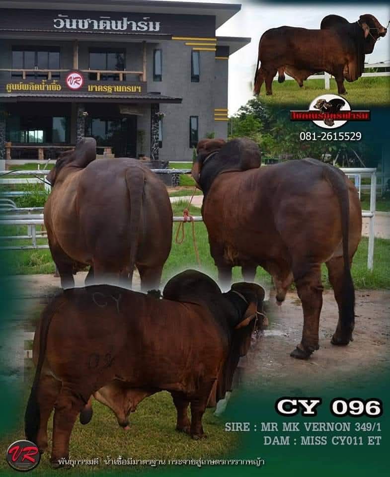 CY096