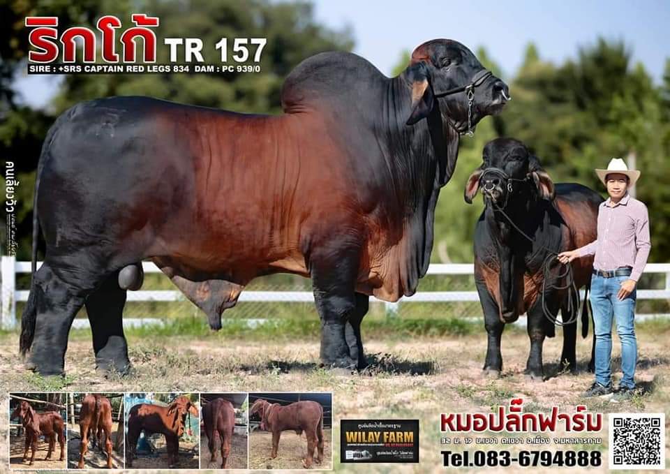 ริกโก้ TR157
