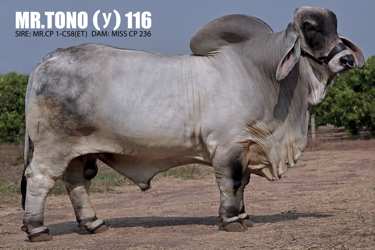 MR.TONO (y) 116
