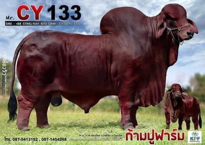 CY133