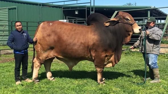 +DF BUTTERBEAN 366/4