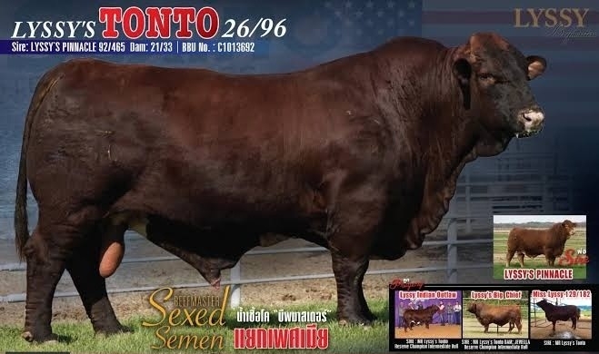 LYSSY'S TONTO 26/96