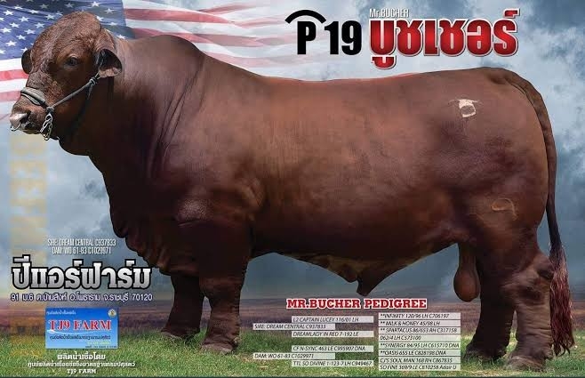 BUCHER บูชเชอร์ P19