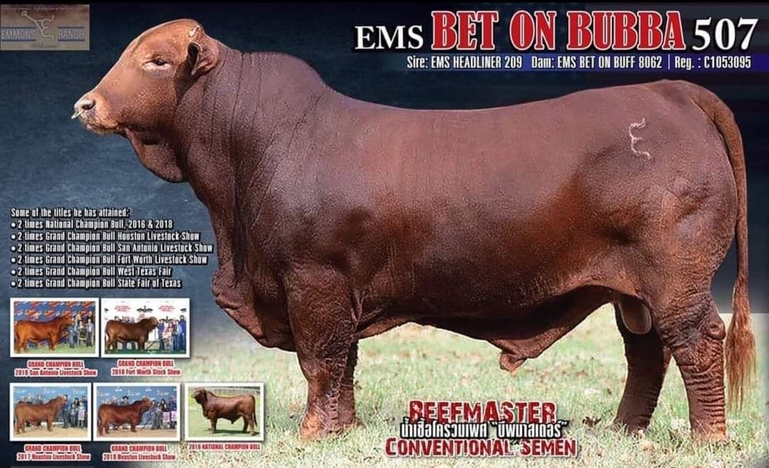EMS BET ON BUBBA 507