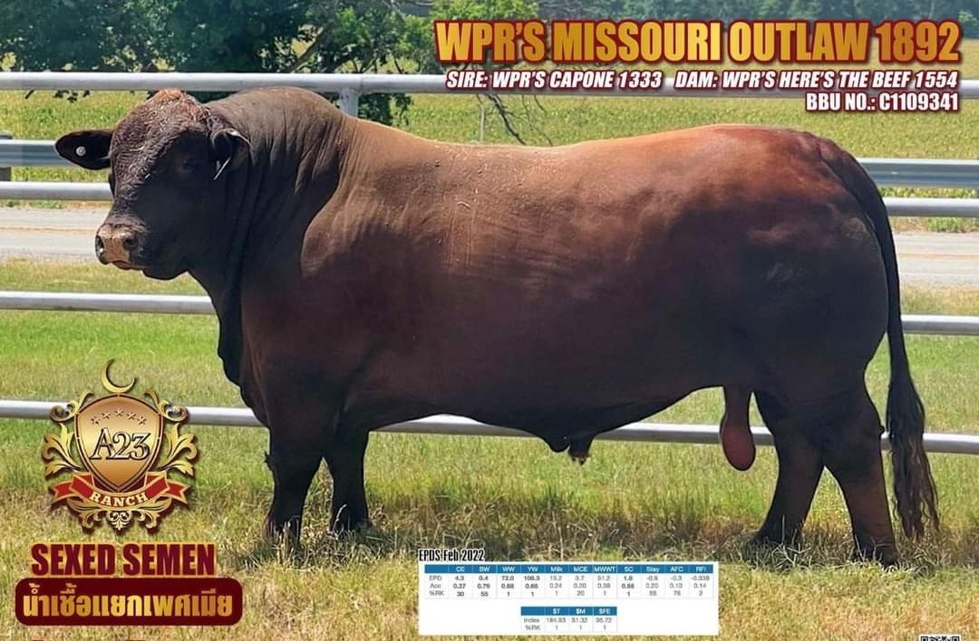 WPR'S MISSOURI OUTLAW 1892