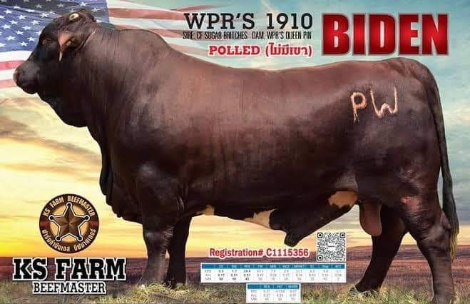 BIDEN WPR'S 1910