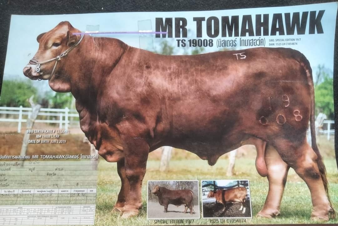 MR Tomahawk (มิสเตอร์ โทมาฮอว์ค)