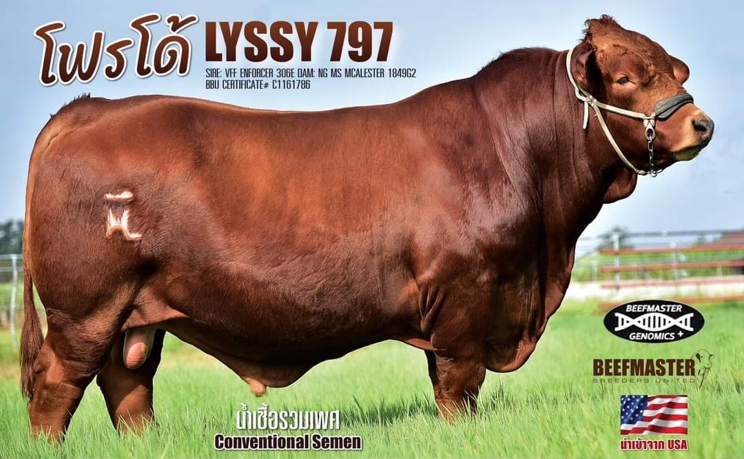 โฟรโด้ - LYSSY 797