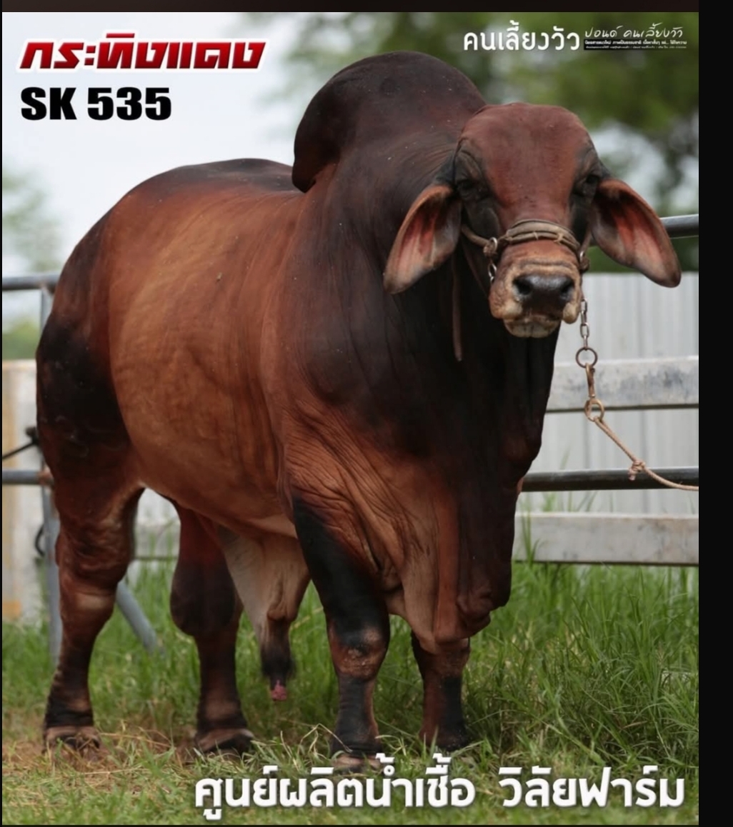 MR.SK535 กระทิงแดง