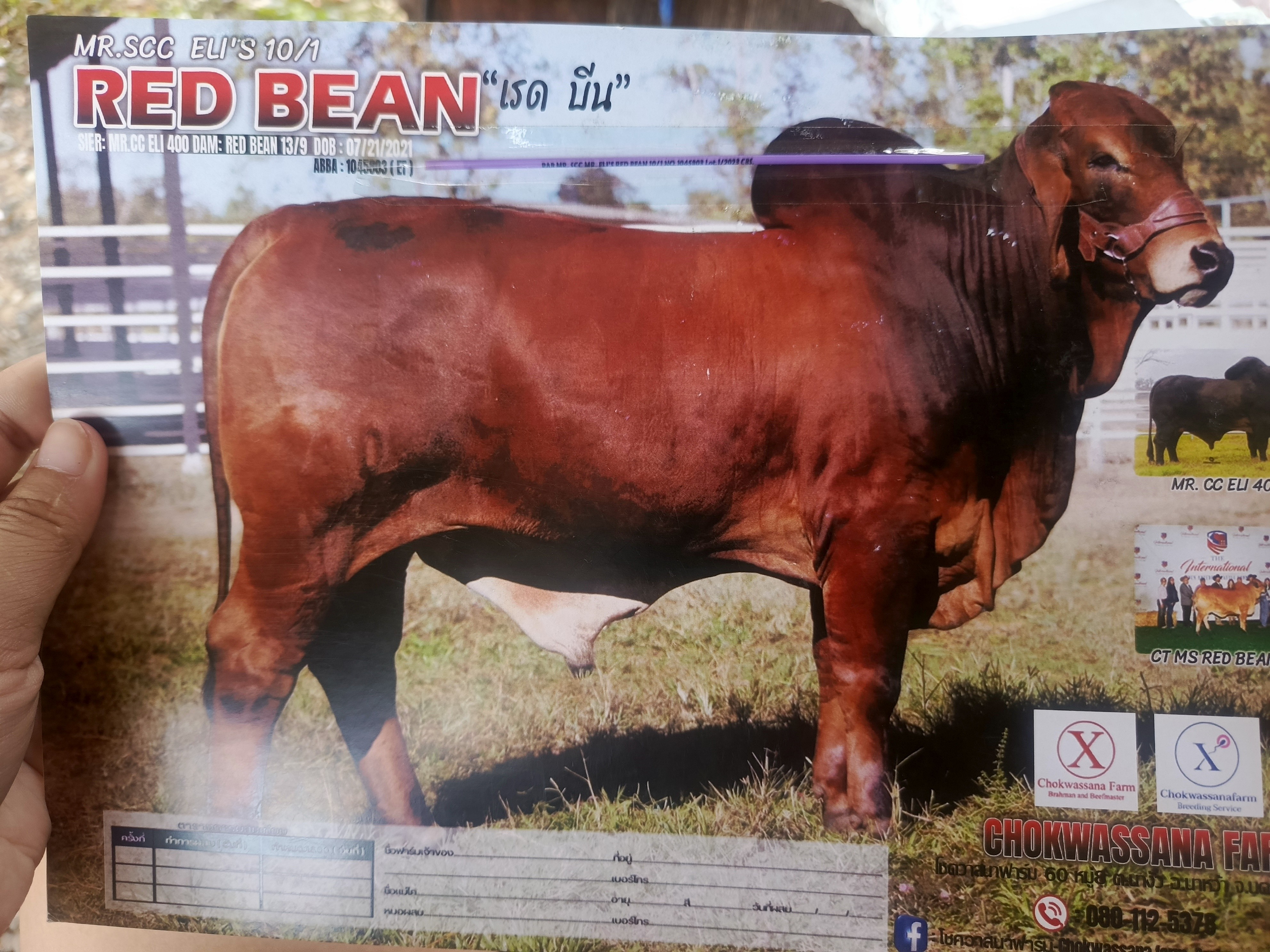 RED BEAN เรดบีน