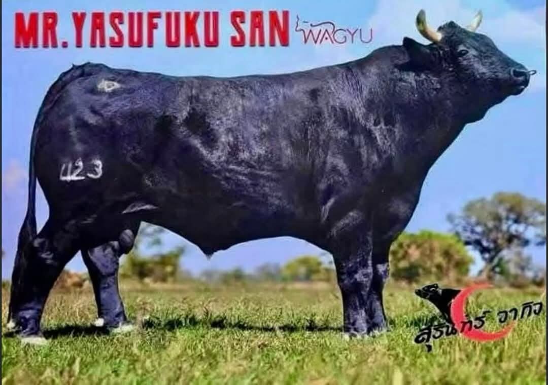 SAN