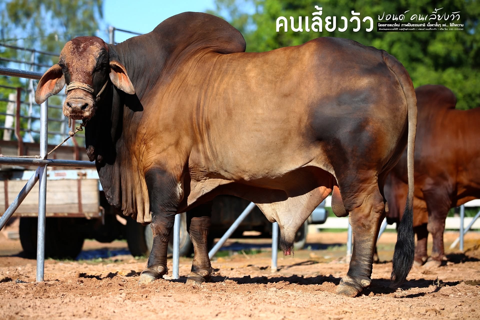 MR.SK535 กระทิงแดง