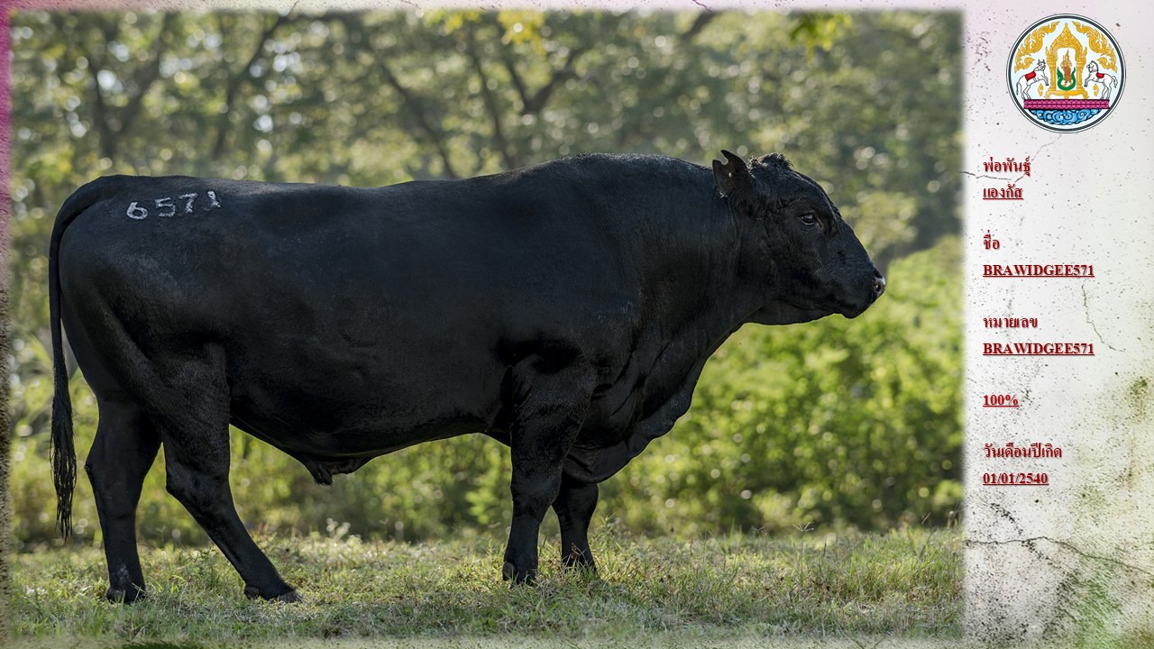 BRAWIDGEE571