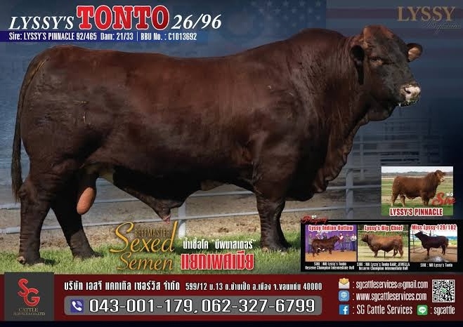 LYSSY'S TONTO 26/96