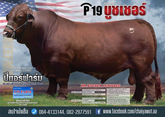 BUCHER บูชเชอร์ P19