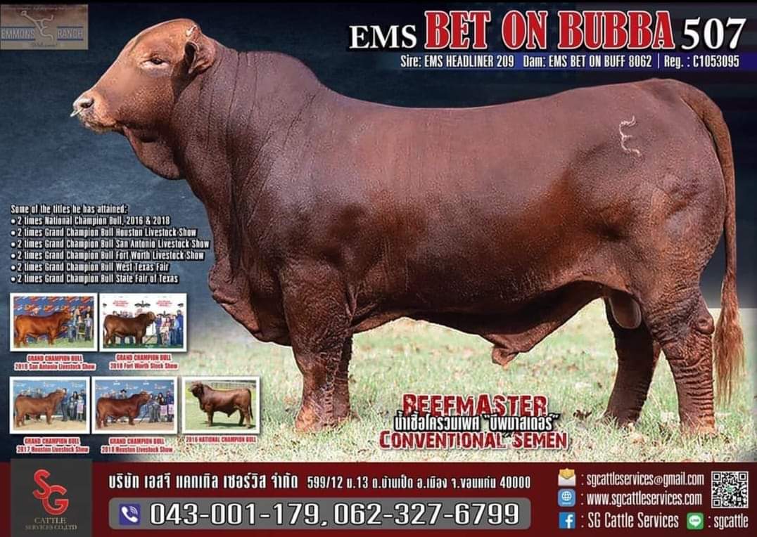 EMS BET ON BUBBA 507