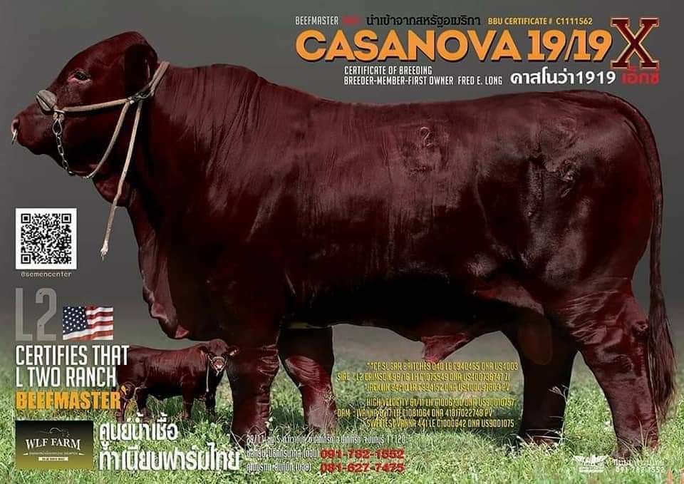 CASANOVA 19/19 คาสโนว่า