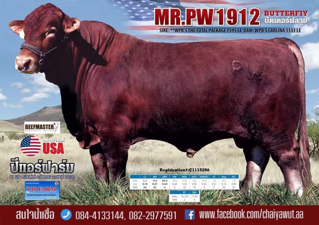 Mr. PW1912 BUTTERFLY
