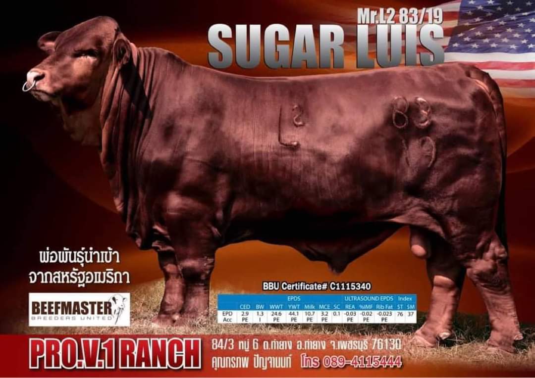 Mr.L2 83/19 SUGAR LUIS