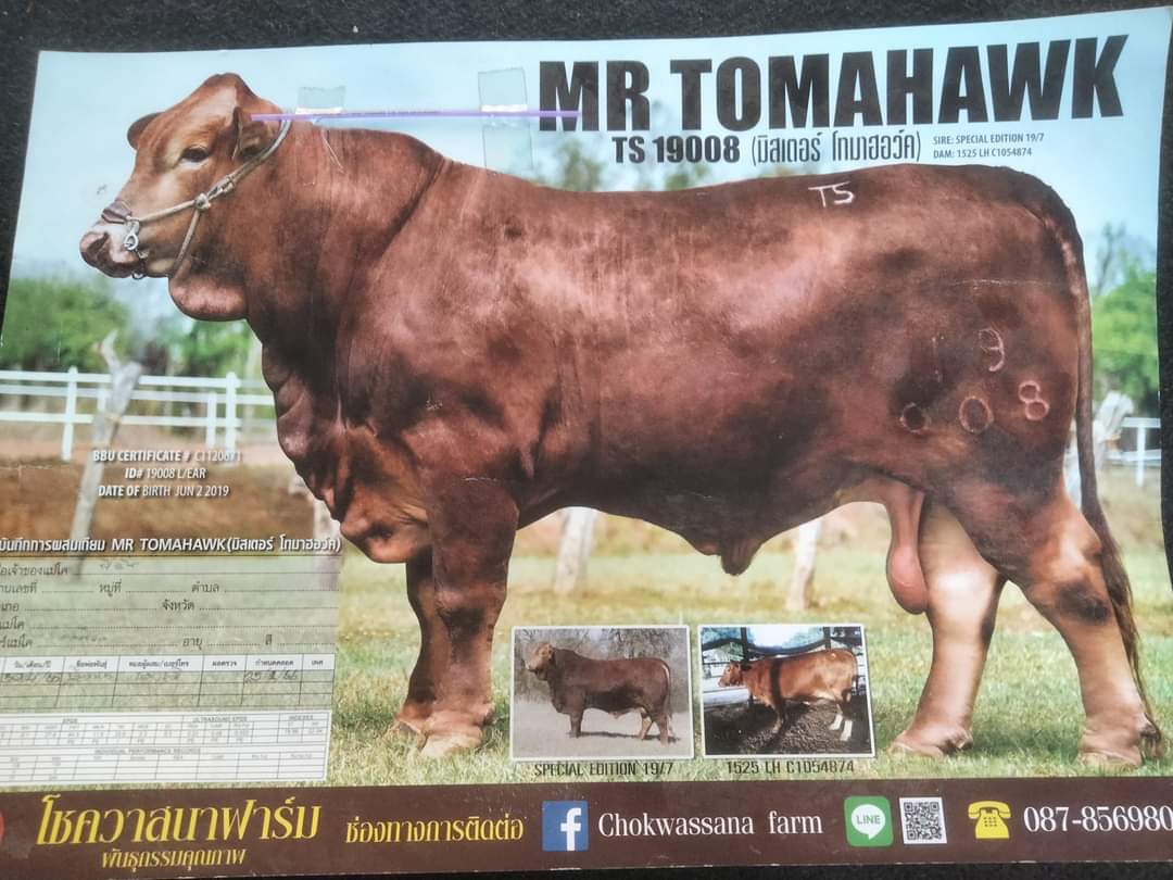 MR Tomahawk (มิสเตอร์ โทมาฮอว์ค)