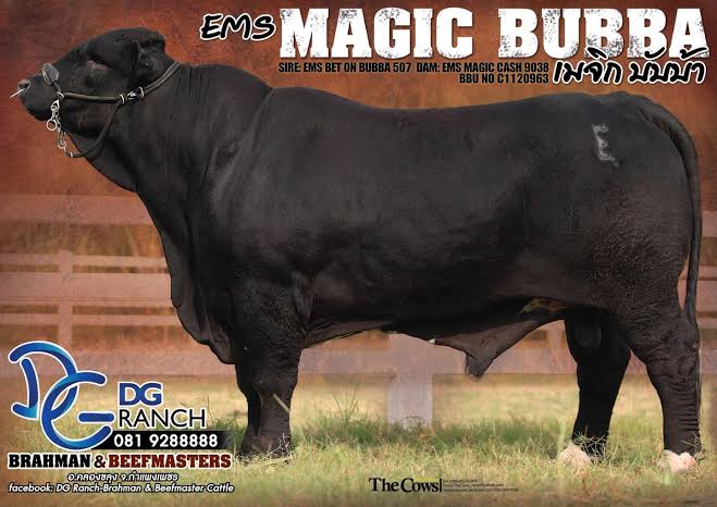 EMS MAGIC BUBBA - เมจิก บัพบ้า