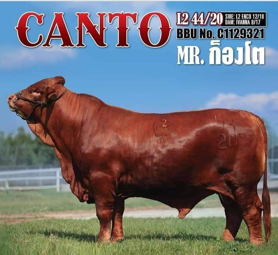 CANTO L2 44/20 MR.ก็องโต