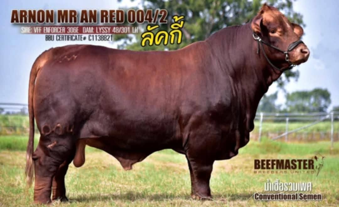 ARNON MR AN RED 004/2 ลัคกี้