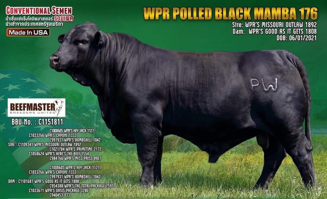WPR POLLED BLACK MAMBA 176