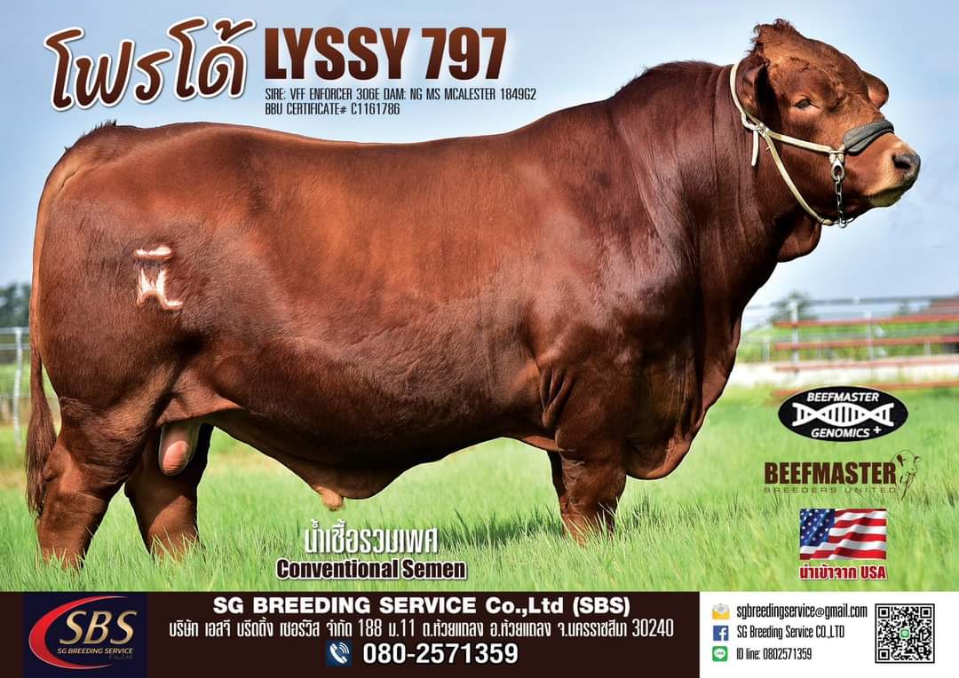 โฟรโด้ - LYSSY 797
