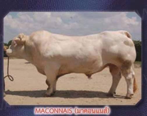 MACONNAIS