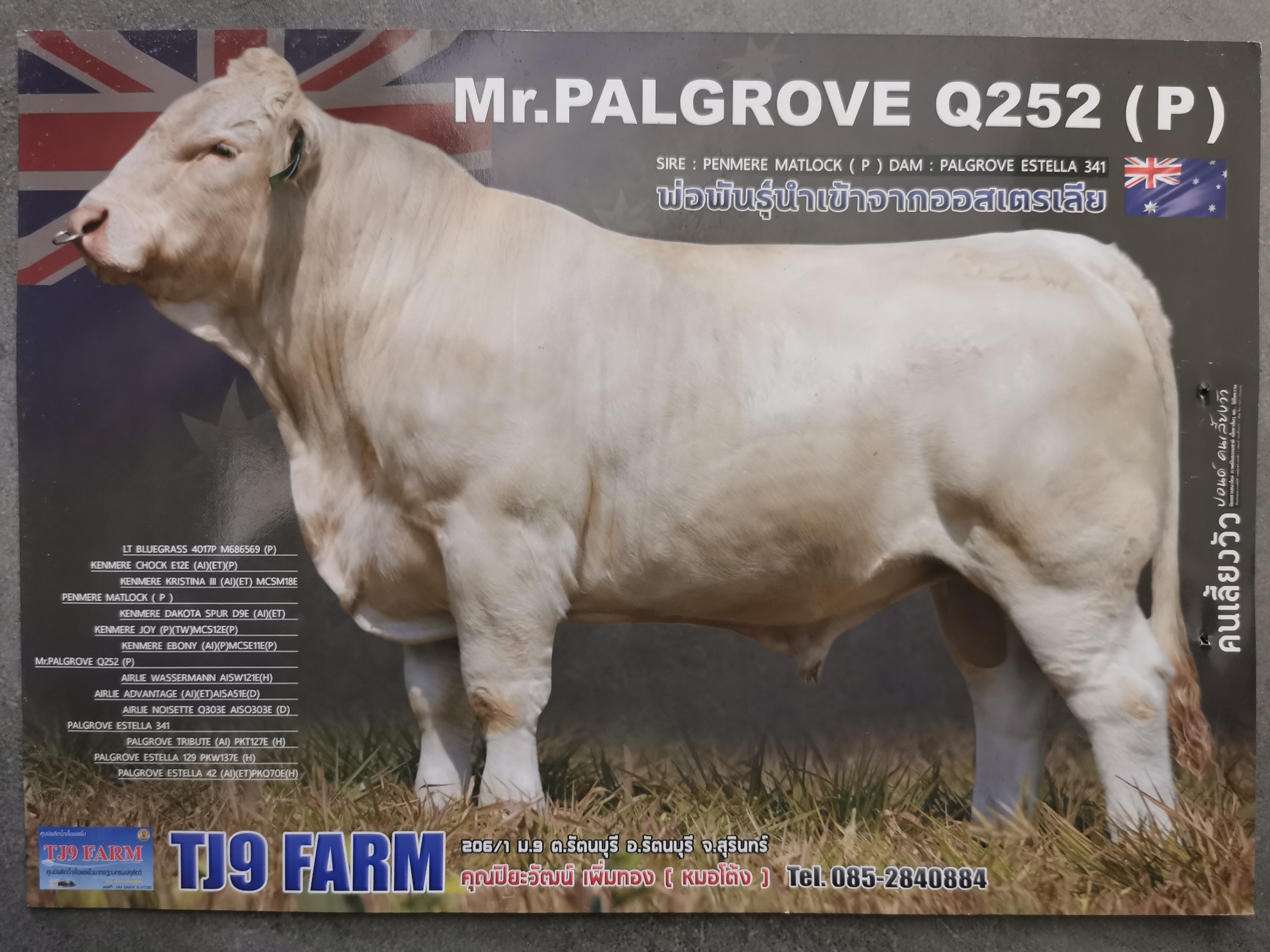 PALGROVE Q252
